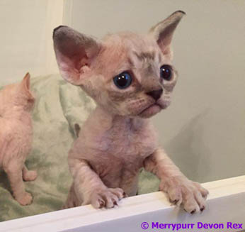 Angletwitch Devon Rex