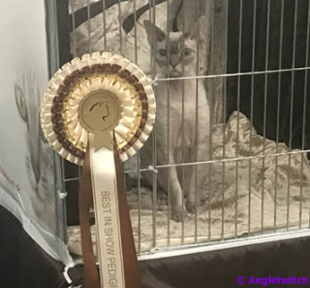 Angletwitch Devon Rex