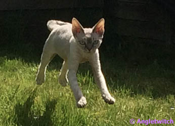 Angletwitch Devon Rex Breeder