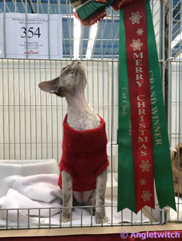 Angletwitch Devon Rex