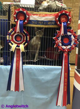 Angletwitch Devon Rex