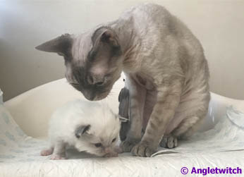 Angletwitch Devon Rex