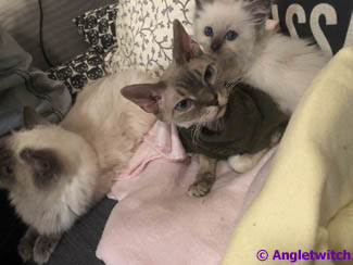 Angletwitch Devon Rex