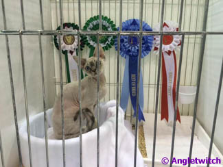 Angletwitch Devon Rex