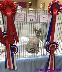 Angletwitch Devon Rex