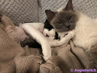 Angletwitch Devon Rex