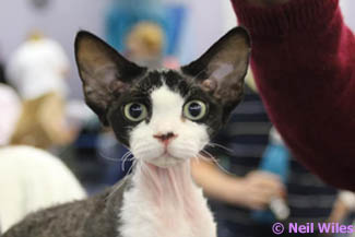 Angletwitch Devon Rex