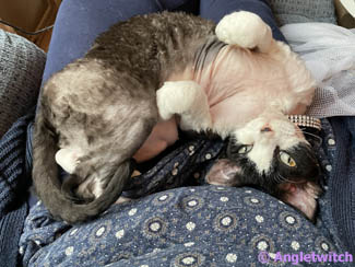 Angletwitch Devon Rex