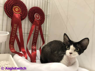 Angletwitch Devon Rex