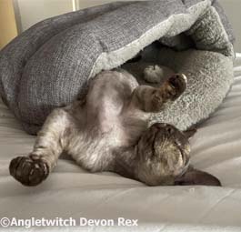 Angletwitch Amber Petty