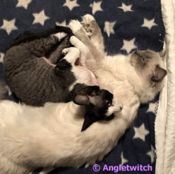 Angletwitch Devon Rex