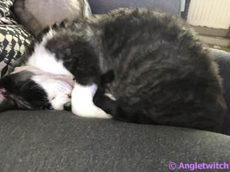 Angletwitch Devon Rex