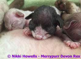 Angletwitch Devon Rex