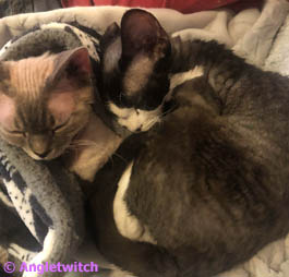 Angletwitch Devon Rex