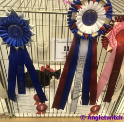 Angletwitch Devon Rex