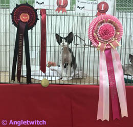 Angletwitch Devon Rex