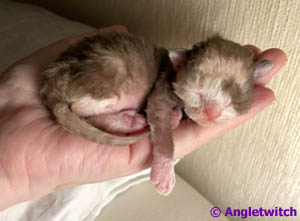 Angletwitch Devon Rex