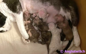 Angletwitch Devon Rex